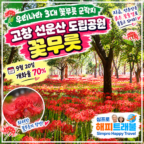 추석 연휴 가볼 만한 곳, 전북 최대 꽃무릇 군락지! 고창 선운산 도립공원 선운사 꽃무릇 실....
