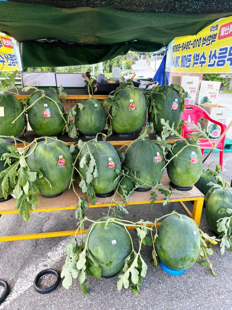 명품 무등산 수박 직접 먹어본 솔직 후기 가격 맛 효능 총정리