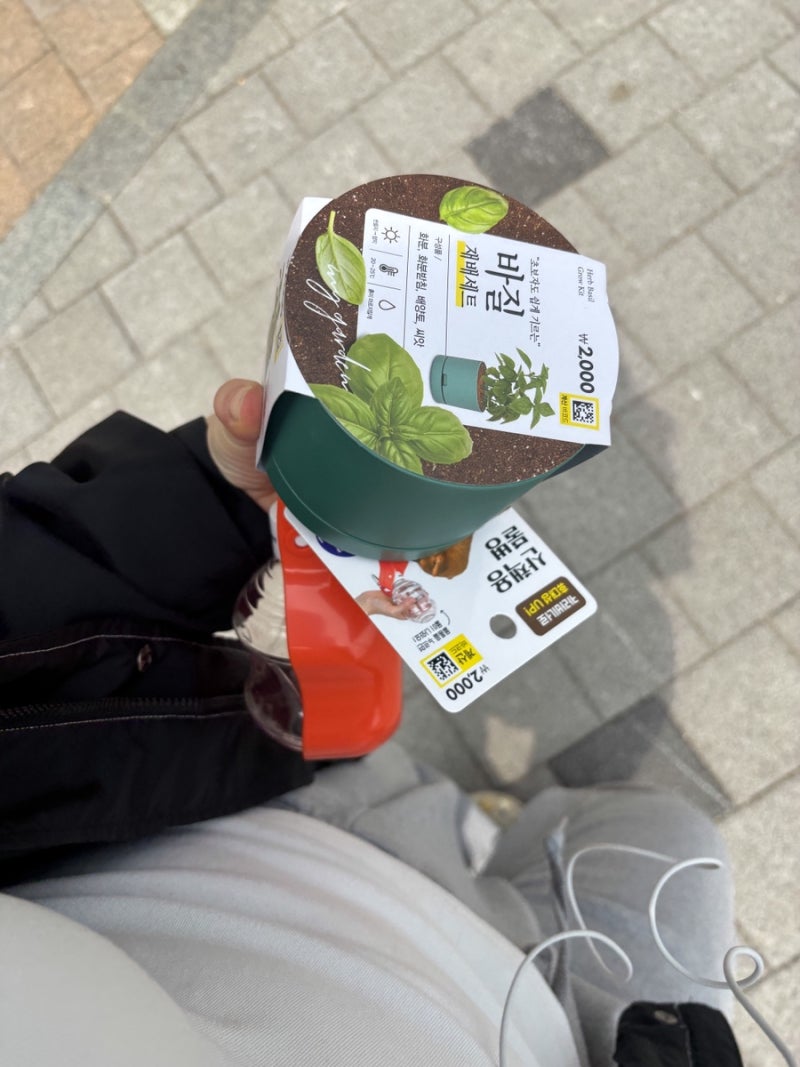 초보식집사 다이소 바질재배세트후기(키워서 잡아먹기)