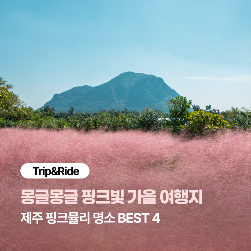 가을 핑크빛 제주여행, 제주 핑크뮬리 명소 BEST 4 | 마노르블랑, 휴애리자연생활공원, 제주허....