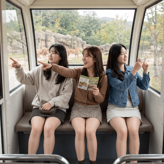 에버랜드 사파리 예약 성공방법! 스마트줄서기 꿀팁 5가지 노하우