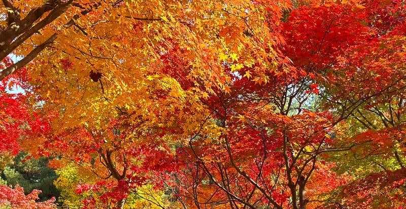 Complete Guide to Daejeon Autumn Festivals 2026 | Top 5 Places to Visit with Kids, Parking, Food, One-Day Itinerary | Daejeon October Festivals