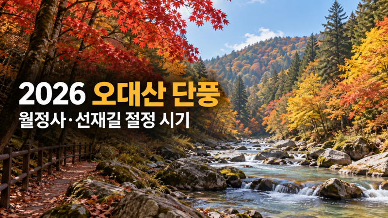 2026 오대산 단풍, 언제 가야 가장 예쁠까?