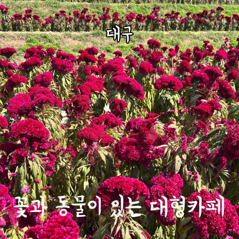 대구 여행 첫 끼로 들어간 브런치 카페, 브런치달랏 솔직후기