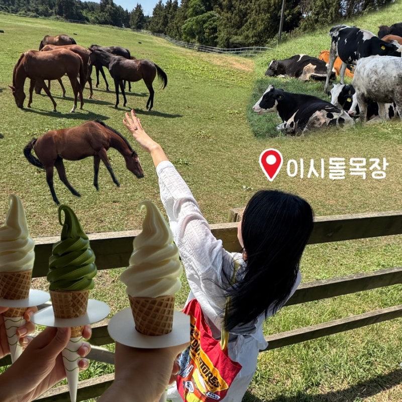 [제주 목장 비교] 성이시돌목장 우유부단 솔직후기 (아침미소목장이랑 비교해봄)