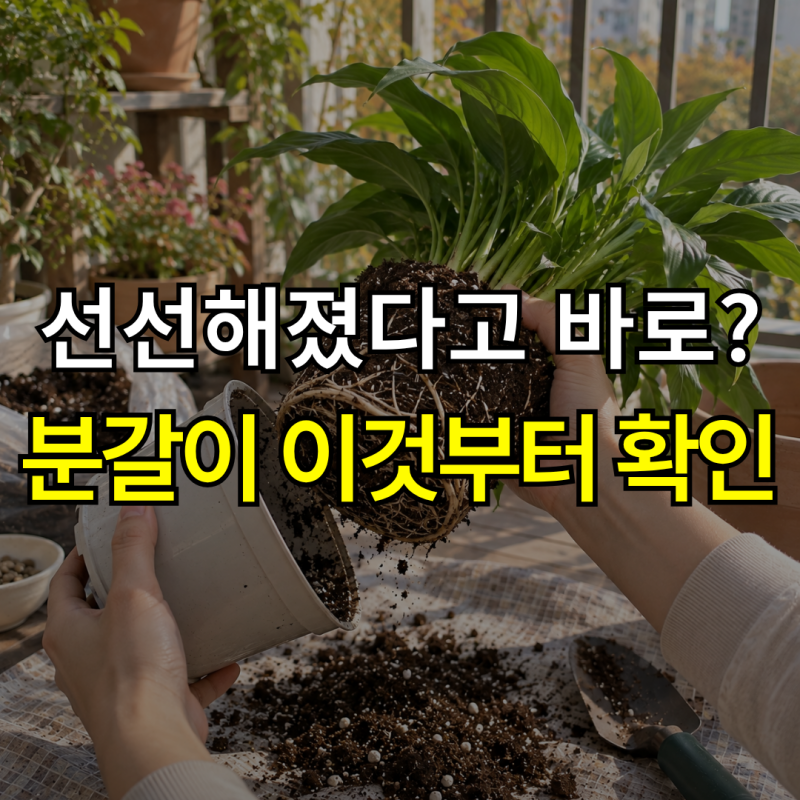 가을 분갈이 시기, 9월에 해도 될까? 분갈이 방법과 준비물