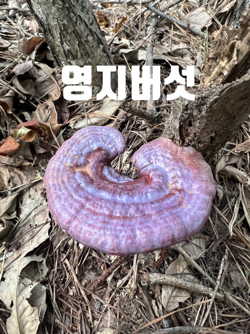 자연산 영지버섯 효능과 먹는 법, 섭취시 주의할 점