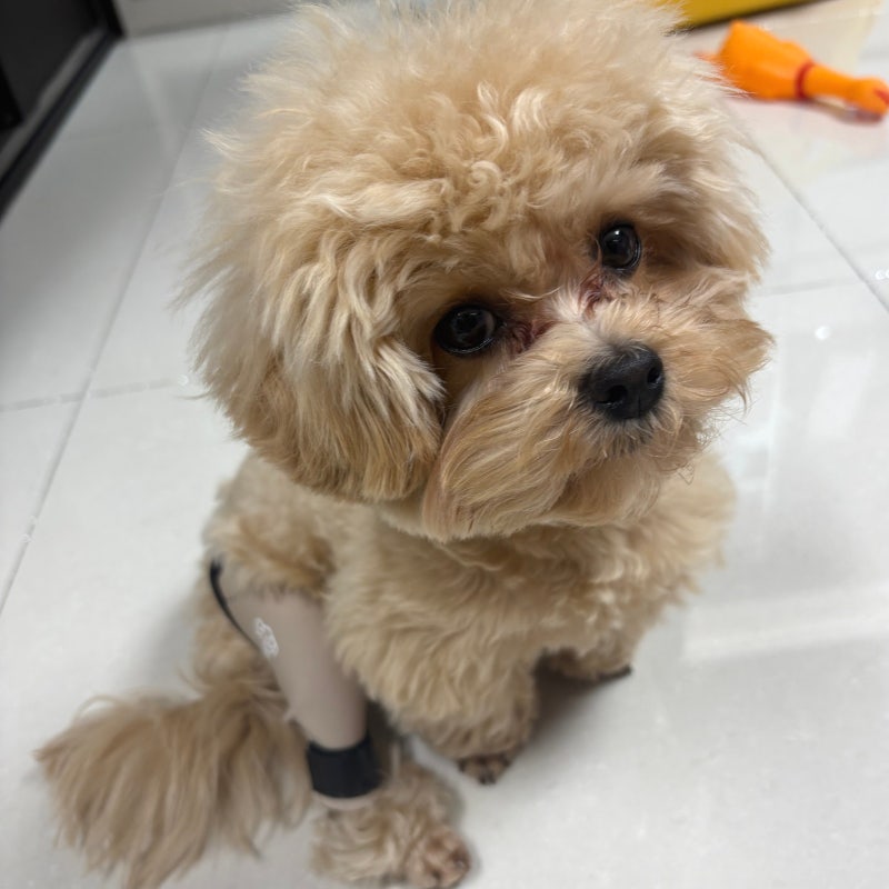 강아지슬개골탈구 호발 견종, 우리 아이는 괜찮을까