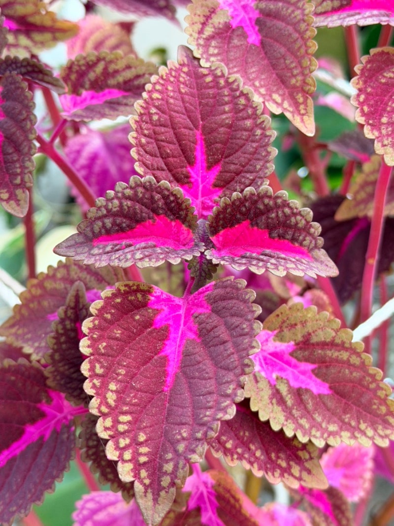 [숙근초] 콜레우스 (Coleus scutellarioides)