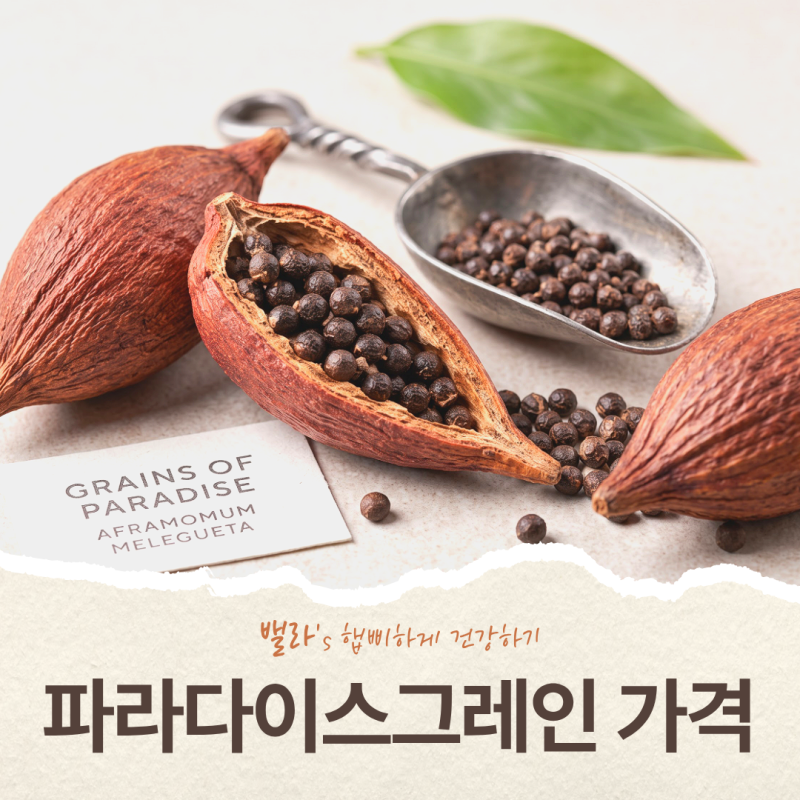 파라다이스 그레인 가격, 3만원대 vs 6만원대로 보는 효능과 부작용 총정리