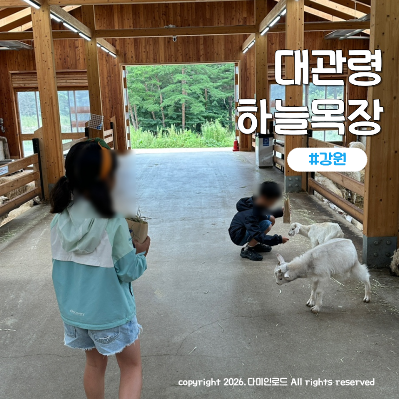 평창 양떼목장 대관령 하늘목장 트랙터마차 먹이주기 입장료 운영시간