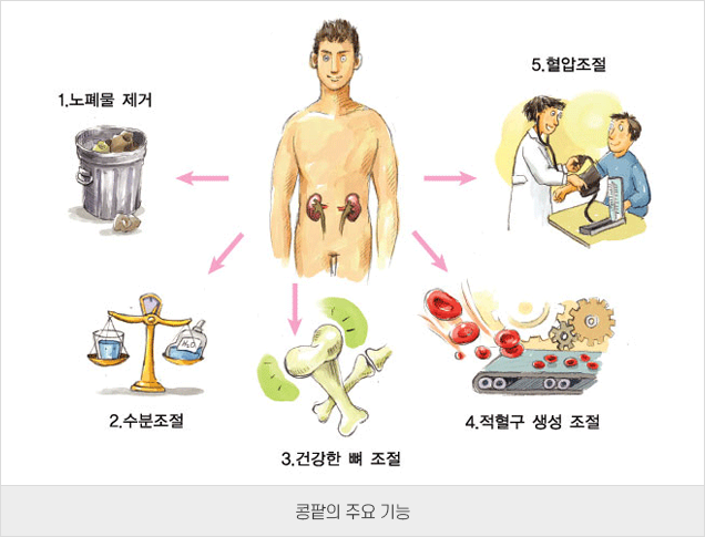 요단백 원인 소변 거품 단백뇨 건강검진 양성 나왔을 때 확인할 것
