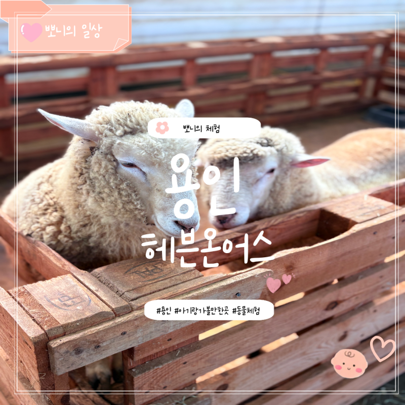 용인 아기랑 가볼만한곳 헤븐온어스, 동물체험 감자캐기 다녀온 솔직한 후기