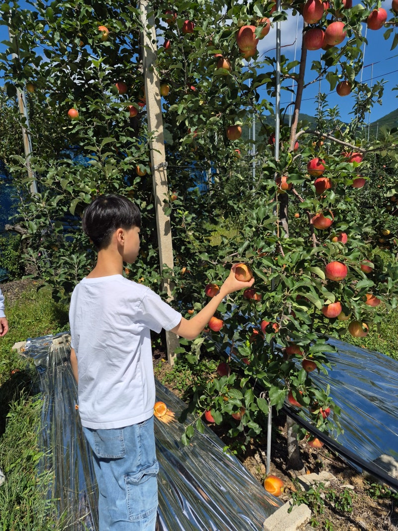 주말 힐링코스 : 영주 풍기온천부터 사과따기 체험, 인삼박물관까지!!