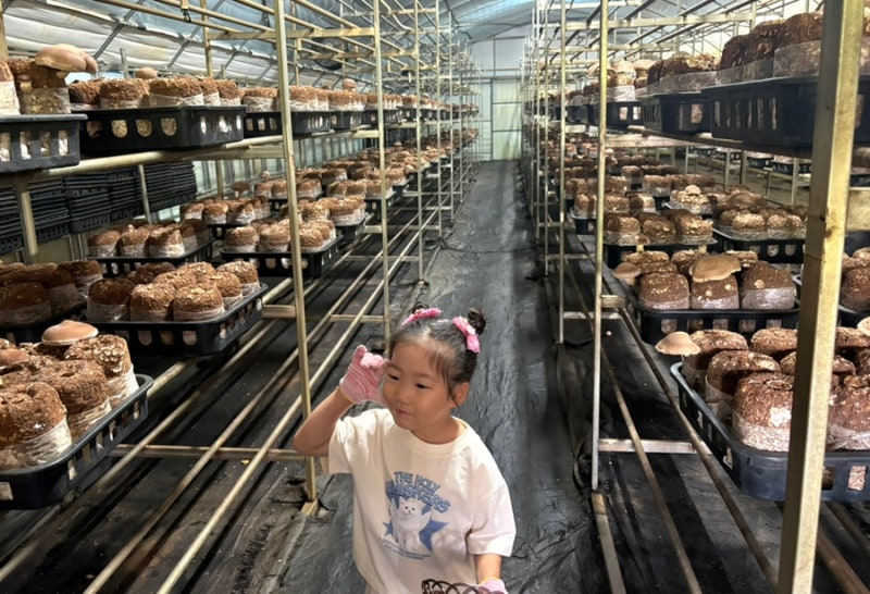 용인 은하농장 아이랑 가볼만한곳 표고버섯 아쿠아포닉스 모래놀이 동물체험 솔직후기