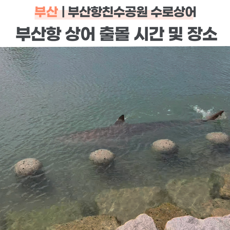 부산항 북항 친수공원 수로 상어 부캉이와 새끼 출몰 위치 및 핫스팟, 보고 온 후기