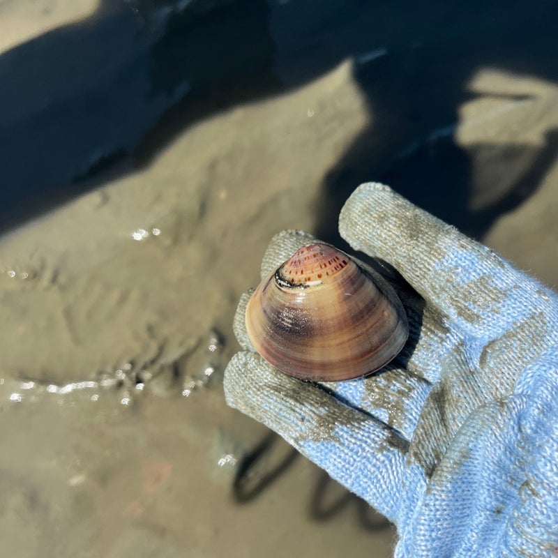 Ponae Tidal Flat Experience Center, Hanagae Beach: Recommended Tidal Flat Experience in Muuido, Near Seoul