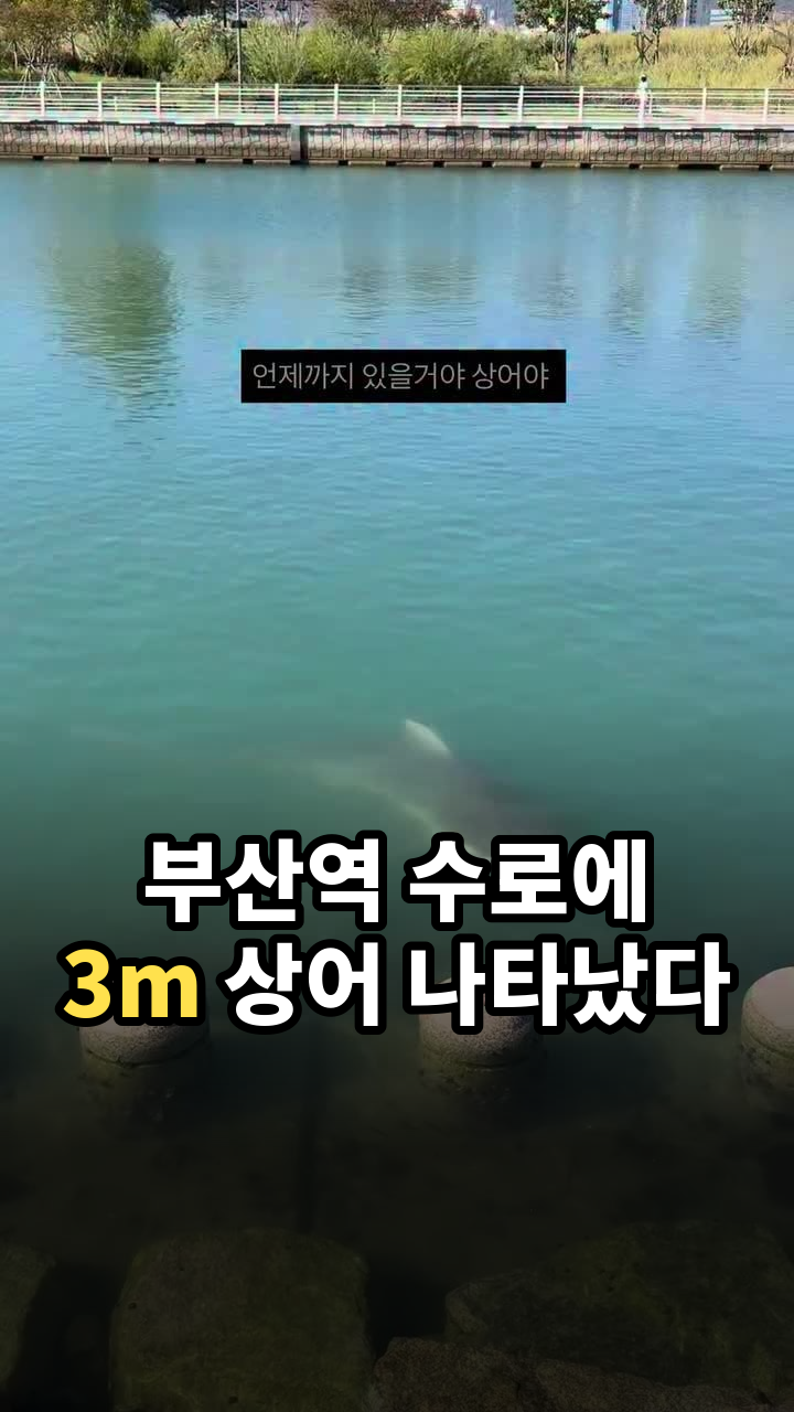“부산 상어” 사람은 상어를 구경하고 상어도 사람을 구경하는 수로