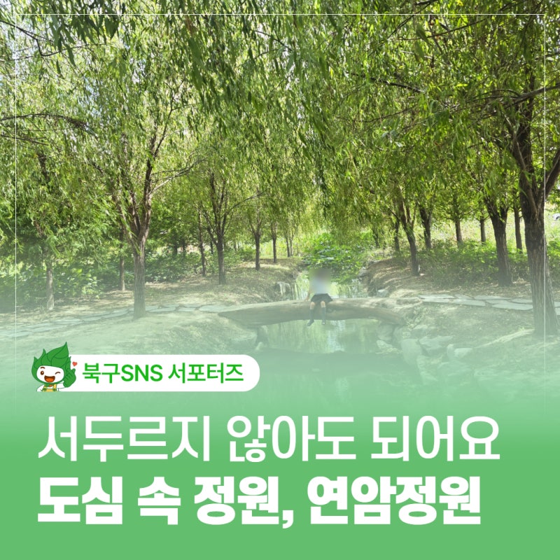 울산 북구 연암정원 도심 속 숨은 정원에서 만난 연꽃과 통나무다리 포토