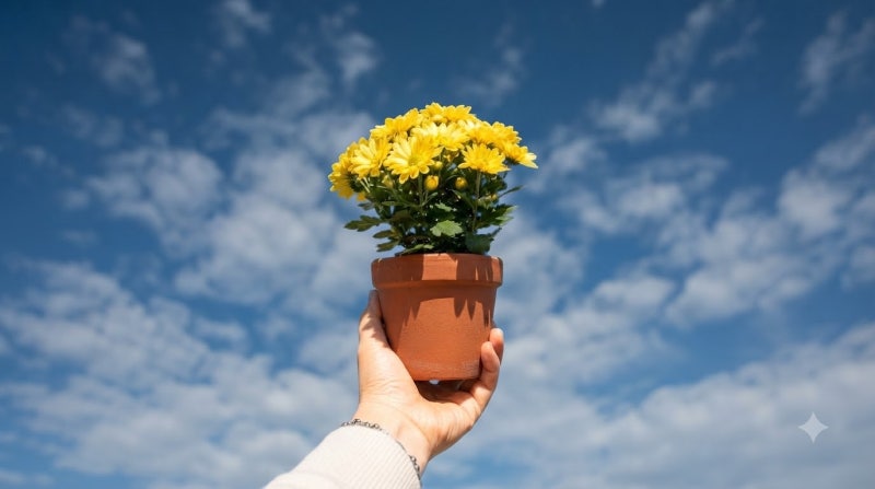 가을 꽃의 대표주자 | 가을 갬성 국화 키우기｜재배법·물주기·웃자람 방지·월동 준비까지