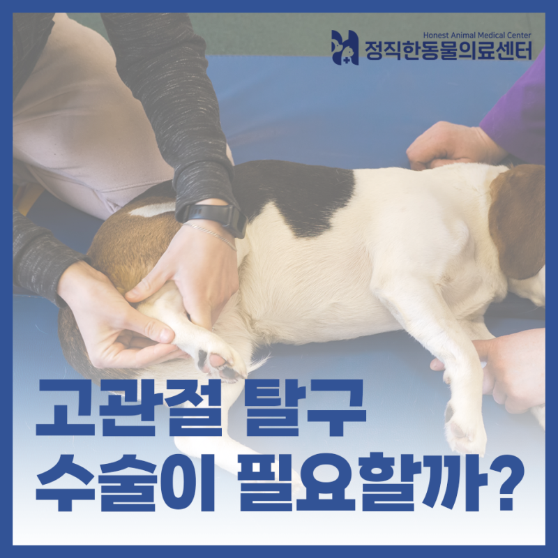 강아지 고관절 탈구, 교통사고·낙상 후 정복술과 수술(FHO) 선택 기준 총정리 - 수원 동물병원....