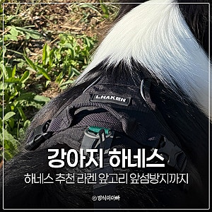 대형견 강아지 하네스 추천 뮤니쿤트 라켄 앞고리 앞섬방지까지