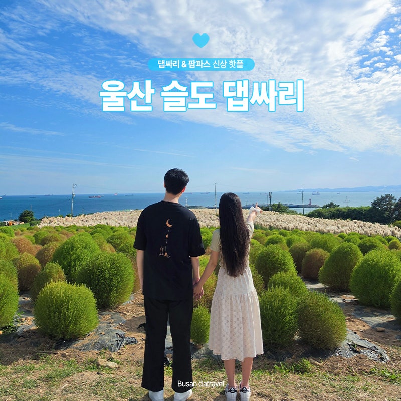 슬도 댑싸리 팜파스 울산 데이트 가볼만한곳