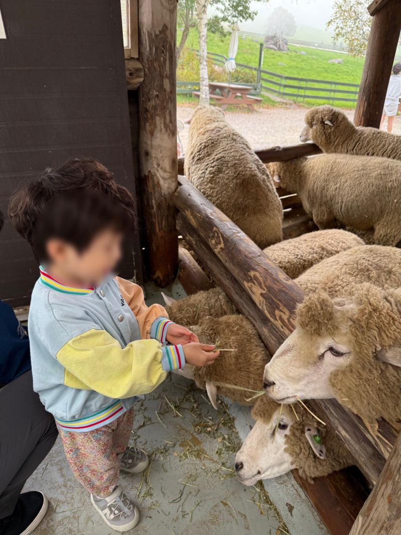 강원도 아이와 가볼만한곳, 가을 평창여행은 이 코스 저장하세요. 양떼목장+휘닉스파크 실내....