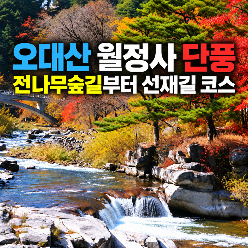 오대산 월정사 단풍 여행 전나무숲길부터 선재길 코스 총정리