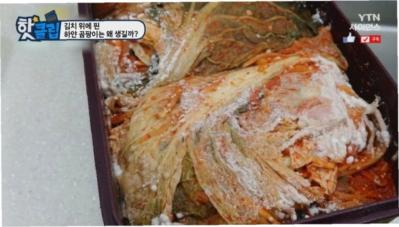 김치 곰팡이, '이 색깔' 띠면 즉시 폐기해야 하는 이유