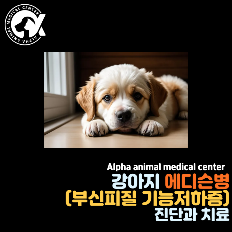 강아지가 힘 없이 쳐지고 밥도 안먹어요 - 강아지 에디슨병 (부신피질기능저하증) 진단과 치....