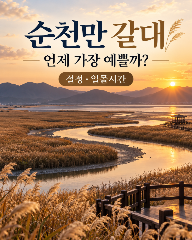 순천만 갈대 언제 가야 가장 예쁠까? 10월 여행 전 절정시기·일몰시간