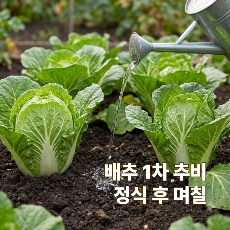 김장배추 1차 추비 시기 정식 후 며칠 뒤에 줄까