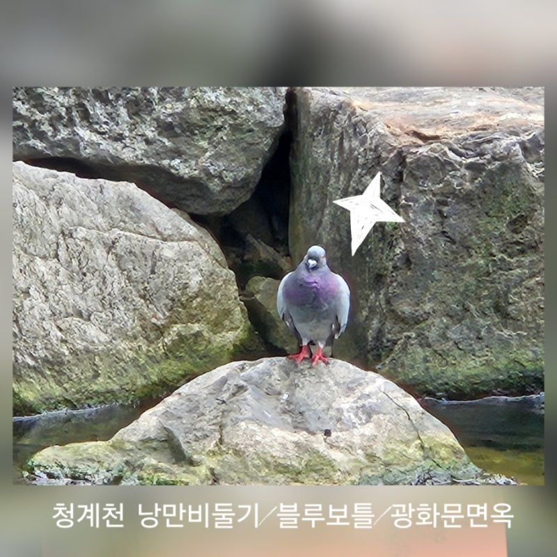 (청계천 무료주차 교보빌딩) 청계천 나들이 곰탕 광화문면옥/카페 블루보틀/낭만비둘기
