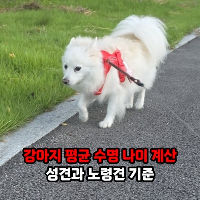 강아지 평균 수명은? 강아지 나이 계산, 성견과 노령견 기준과 나이계산기 확인