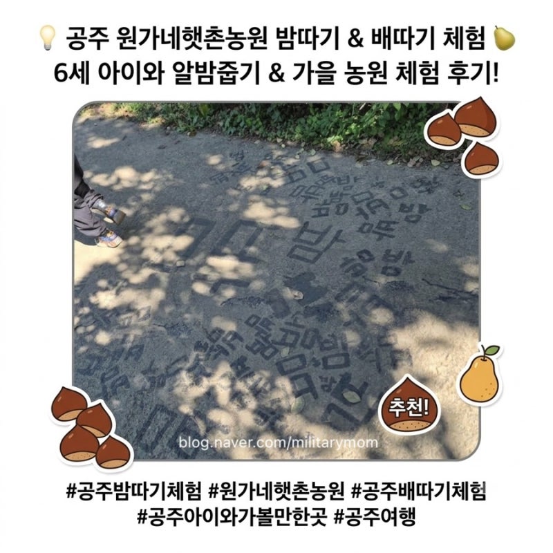 공주 밤따기 체험 원가네햇촌농원｜6세 아이와 밤줍기 체험, 1kg 6,000원