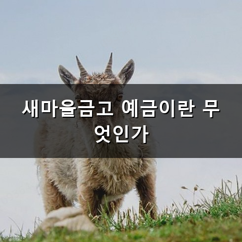 새마을금고 예금 이자 계산과 비과세 혜택은 어떻게 다를까