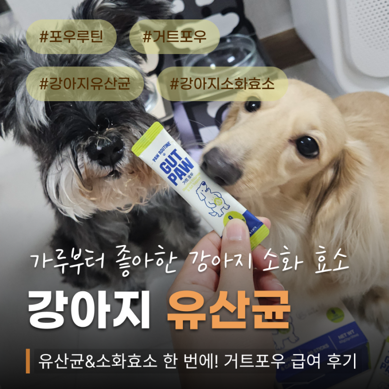 포우루틴 거트포우 강아지 유산균 가루부터 좋아한 강아지 소화 효소 급여 후기