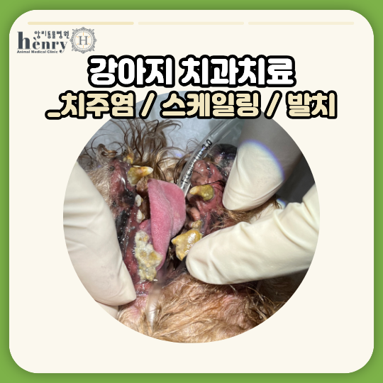 강아지 치과치료｜치주염 스케일링부터 발치까지