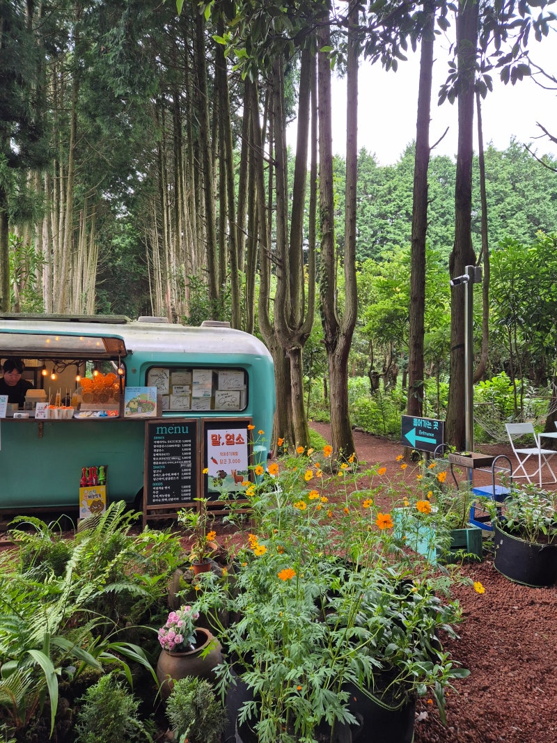Andol Oreum Secret Forest in Gujwa-eup, Jeju Island: A Beautiful Walking Path in Eastern Jeju