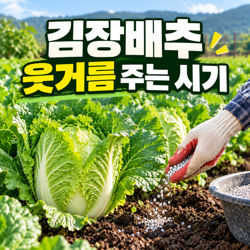 김장배추 웃거름 주는 시기｜9월 배추 추비 방법과 주의할 점