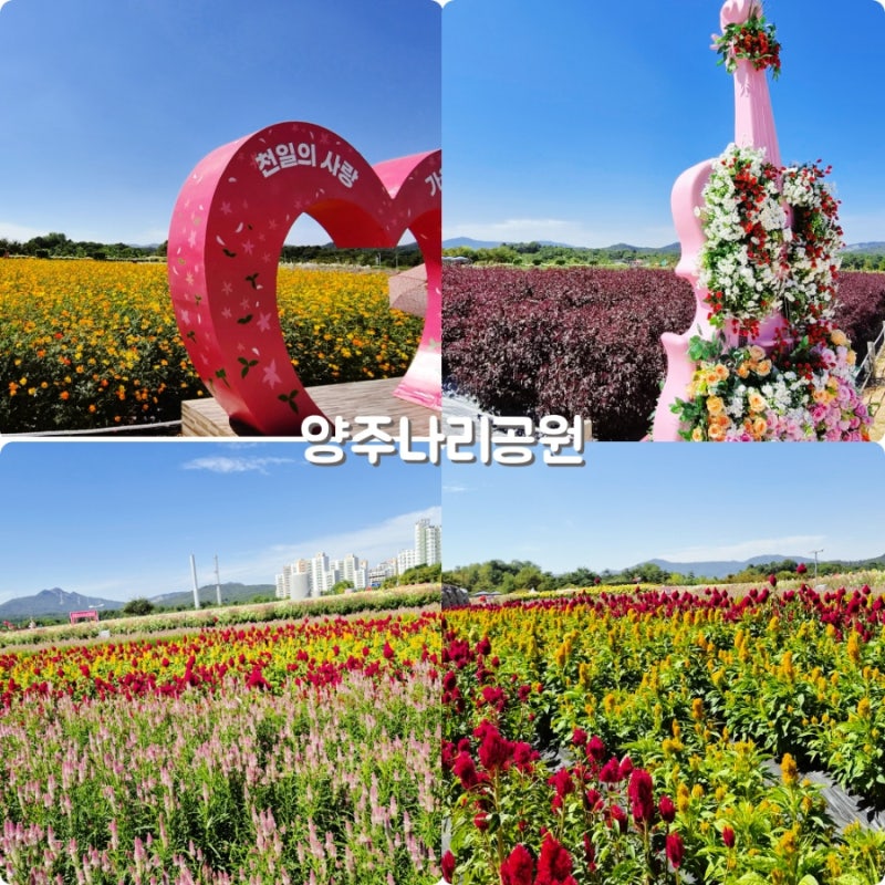 양주 나리공원 경기도 꽃축제, 가을 꽃구경 천일홍 코스모스축제