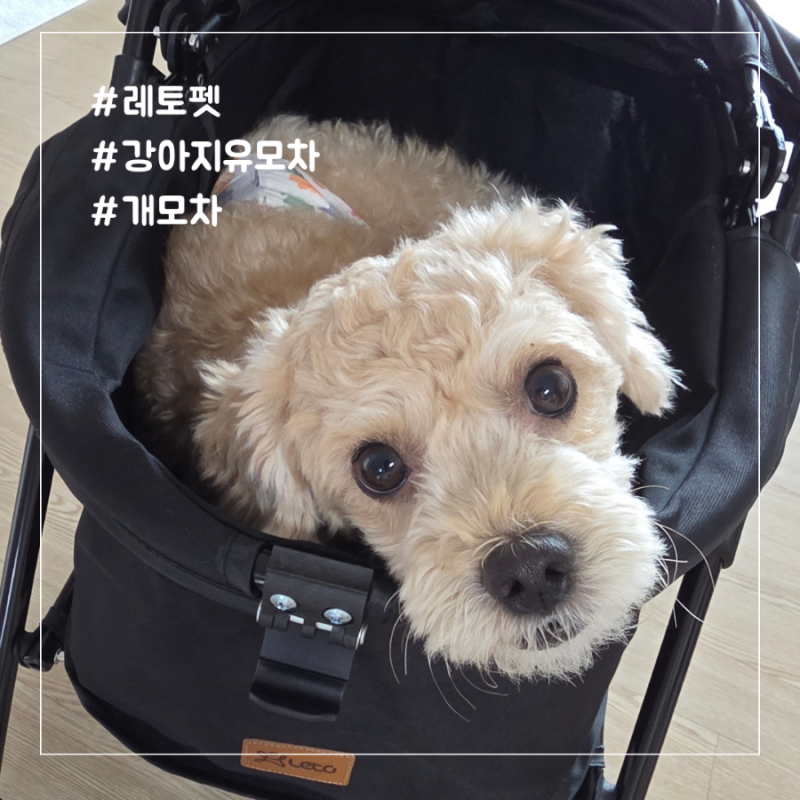 레토펫 강아지유모차 고양이유모차 개모차 반려견과의 이동의 자유로움까지~