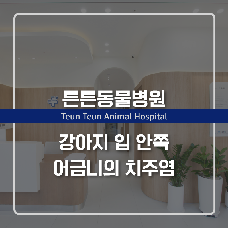 강아지 안쪽 어금니 치주염, 겉으로 멀쩡해 보여도 안심할 수 없습니다.