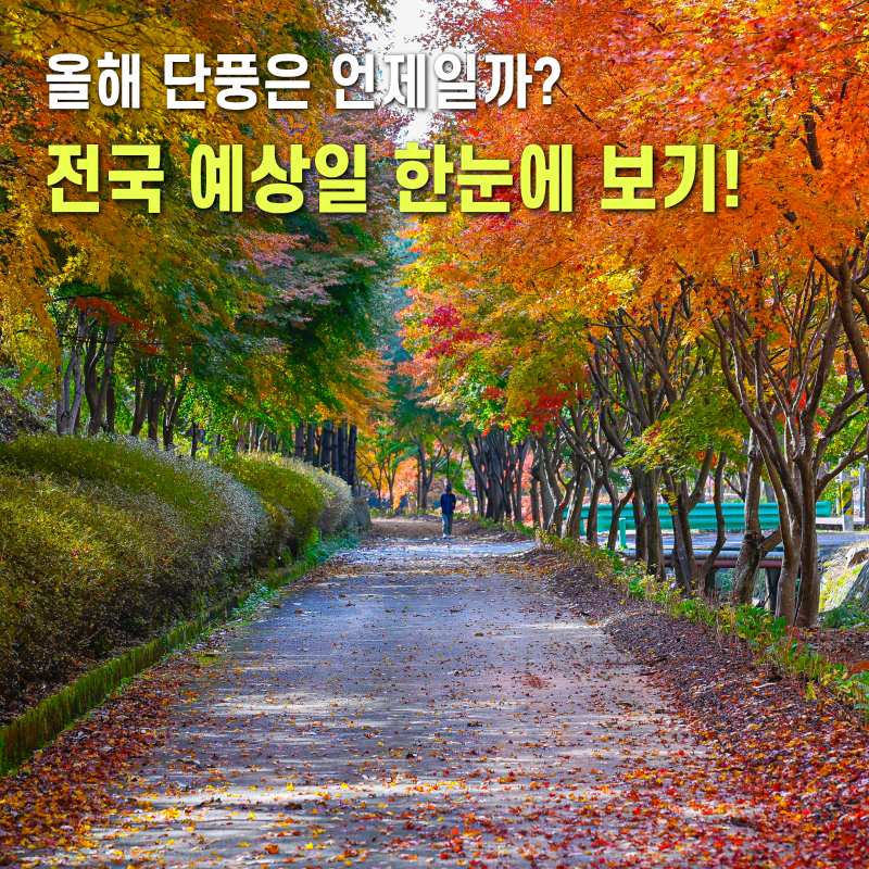 “벌써 시작됐다고?” 2026 전국 단풍시기, 여행 좀 다녀본 사람들의 팁
