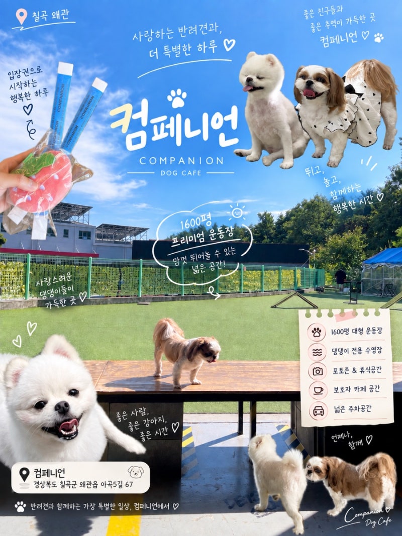 왜관 애견카페 컴페니언 :: 대구·구미 근교 넓은 애견카페 대형운동장과 무료 수영장까지 솔....