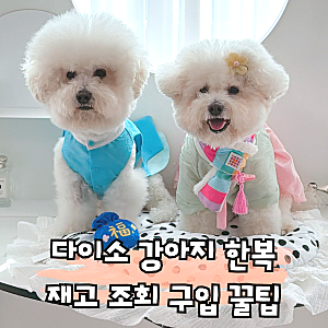 다이소 강아지 한복 재입고! 애견 한복 사이즈 tip