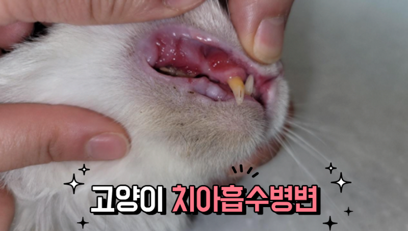 고양이 이빨이 녹는다? 고양이 치아흡수병변 제대로 알기