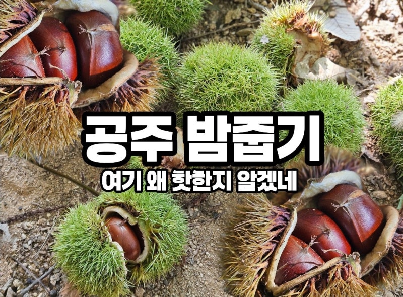 공주 밤줍기 원가네햇촌농원 밤체험｜가격·준비물·주차부터 배따기까지