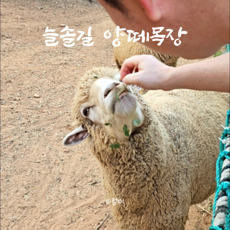 늘솔길공원 양떼목장 인천 놀거리